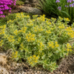 Rozchodník kamčatský, panašovaný (Sedum kamtschaticum) ‘VARIEGATUM’ -  kont. P9